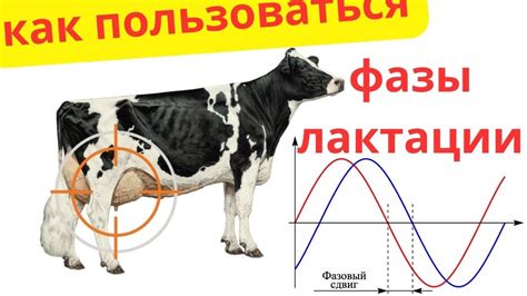 Как использовать сновидение о дойке коровы для личного роста