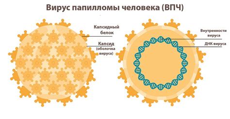 Как лечится ВПЧ 58?