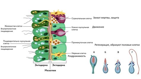 Как мхи дышат