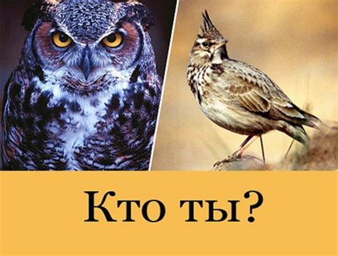 Как определить, кто ты – сова или жаворонок