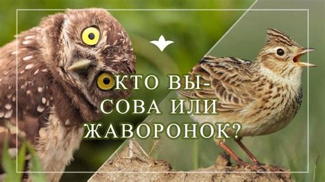 Как определить, что ты жаворонок?