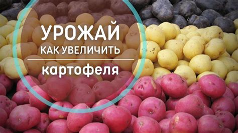 Как определить недостаток питательных веществ у щенка