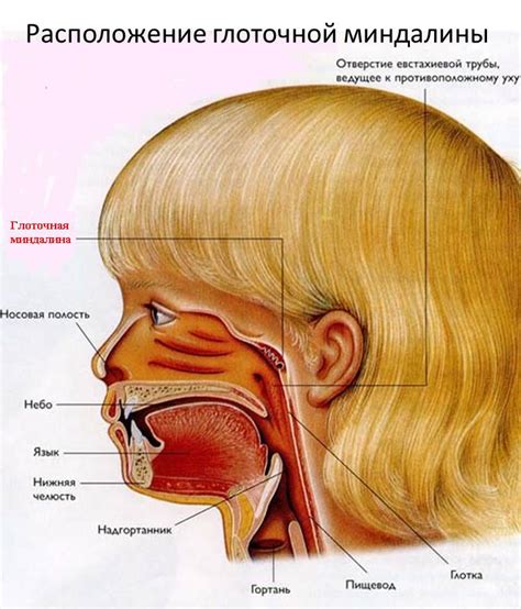 Как определить степень развития аденоидов у ребенка