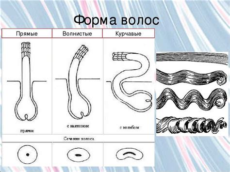 Как определить структуру волос