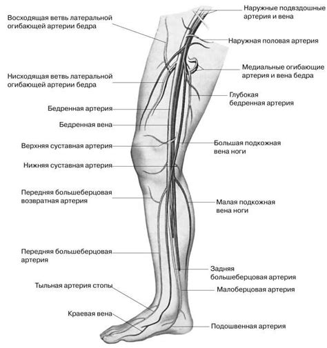 Как поднятые ноги влияют на кровообращение в организме