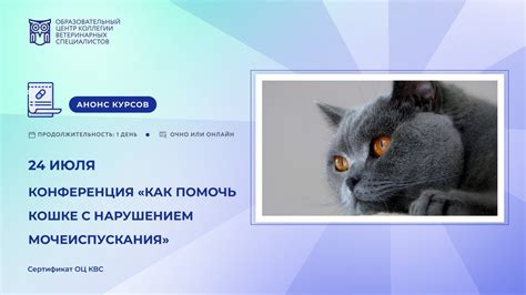 Как помочь кошке с нарушением носового дыхания