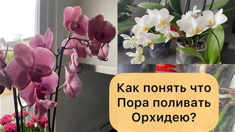 Как понять их корни?