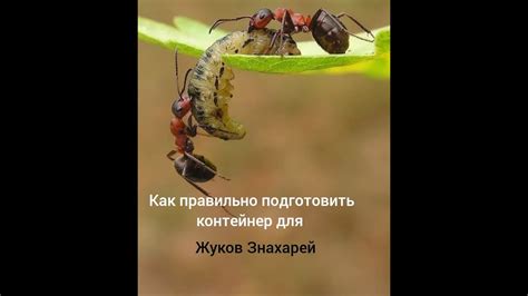 Как правильно подготовить пищу для майских жуков