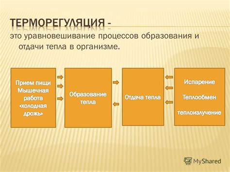 Как правильно работает механизм терморегуляции