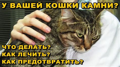 Как предотвратить воспаление у кошки