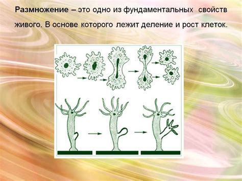 Как происходит бесполое размножение