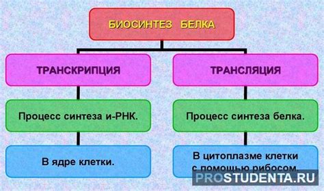 Как происходит биосинтез