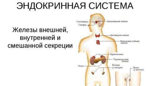 Как происходит накопление гормонов в организме