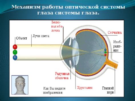 Как проходит новый свет тест?