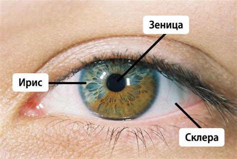 Как работает зеница?