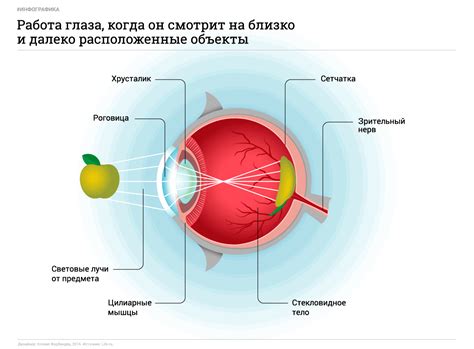 Как работает зрение?