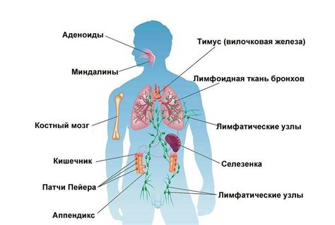 Как работает иммунная система?