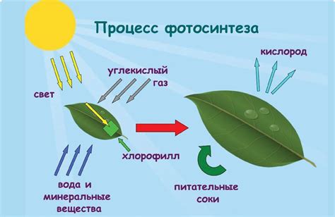 Как работает процесс фотосинтеза?