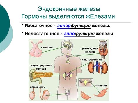 Как работает SUSP-BL в организме?