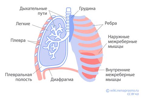 Как работают легкие у животных