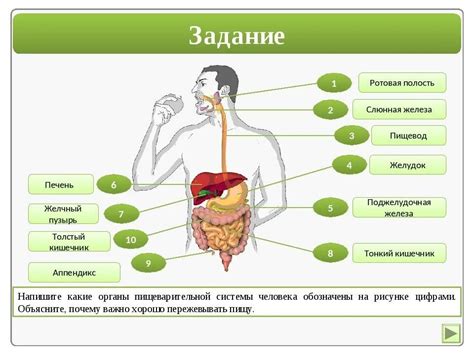 Как различить прохождение перчатки через пищеварительную систему