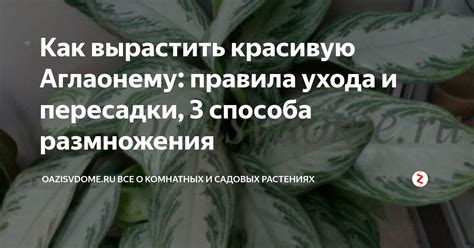 Как спасти аглаонему и вернуть ей здоровье: советы и рекомендации