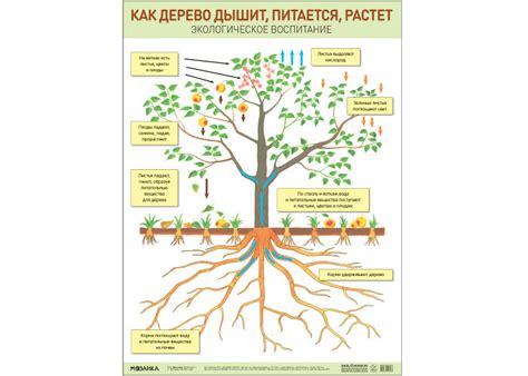 Как трава питается и дышит