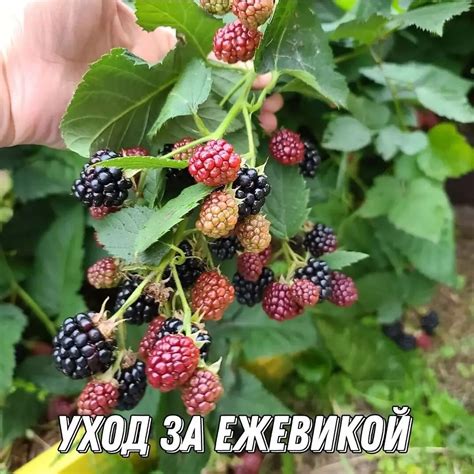 Как ухаживать за ежевикой в первый год осенью?