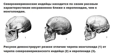 Как форма черепа связана с генетикой