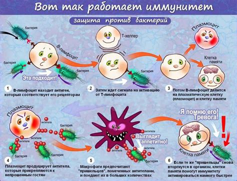 Как формируется противокоревой иммунитет?