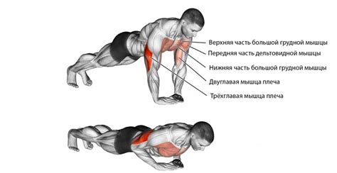 Как часто следует выполнять отжимания от пола для достижения результатов