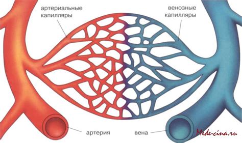 Капилляры как элемент кровеносной системы