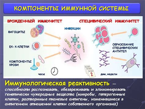 Каротин и иммунная система