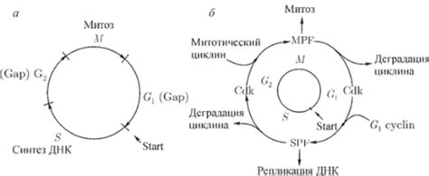 Каталитические циклы в биологии