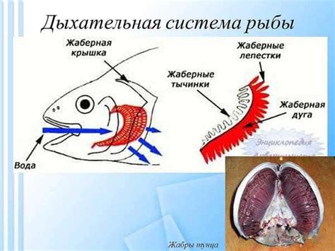 Кислородное дыхание рыб