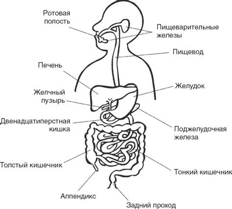 Кислотность среды пищеварительной системы