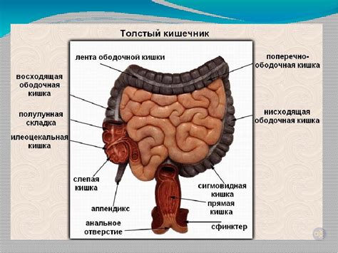 Кишечник