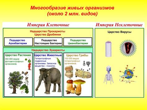 Классификация и разнообразие солнечников