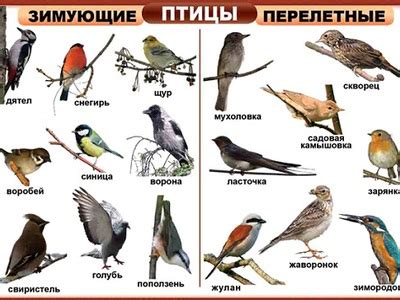 Классификация птиц: основные группы и виды