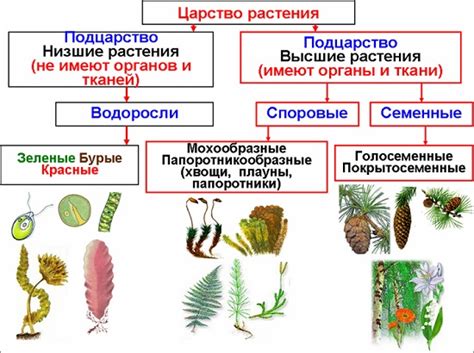 Классификация растений