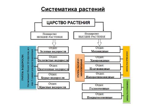 Классификация растений: заслуга Карла Линнея