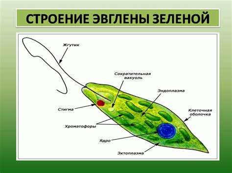 Классификация эвглены зеленой в биологическом мире