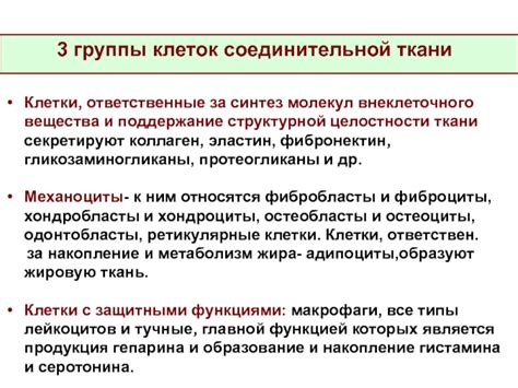 Клетки, ответственные за защиту