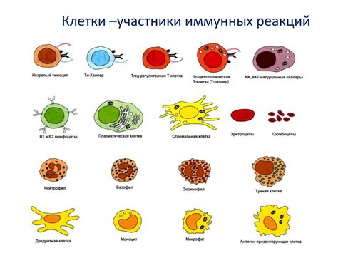 Клетки иммунной системы: основные типы и их функции