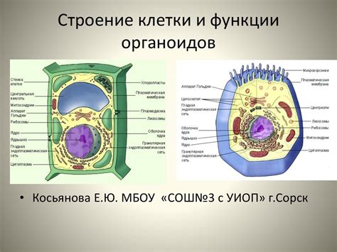 Клетки растений и их особенности