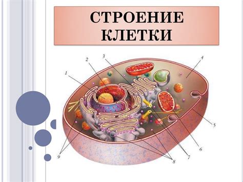 Клетки - основные элементы организма