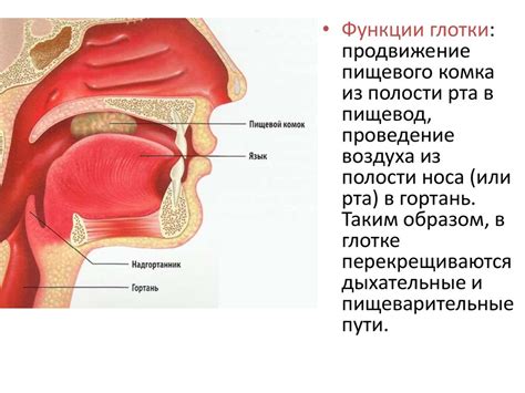 Клеточная глотка и защитные функции организма