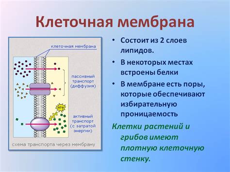 Клеточная мембрана и ее функции