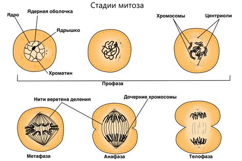 Клеточное деление и размножение