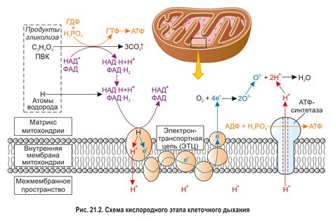 Клеточное дыхание - ключевой процесс в производстве энергии